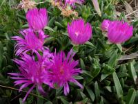 Inland Noonflower. White Skink Habitat. Chromogenic photograph