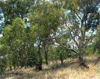 White skink habitat, within construction zone. Chromogenic photograph